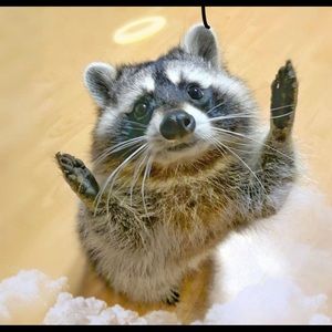 Meet your Posher, Brittney